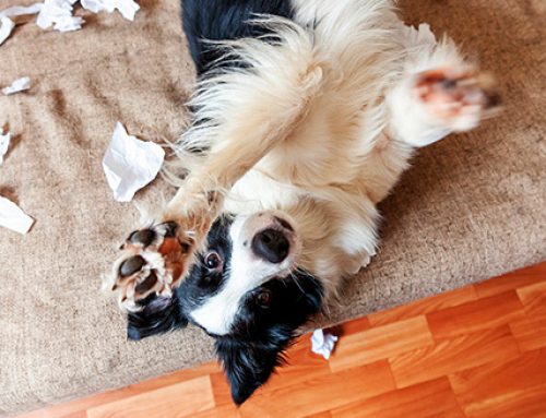 The Dog That Ate A Winning Lottery Ticket