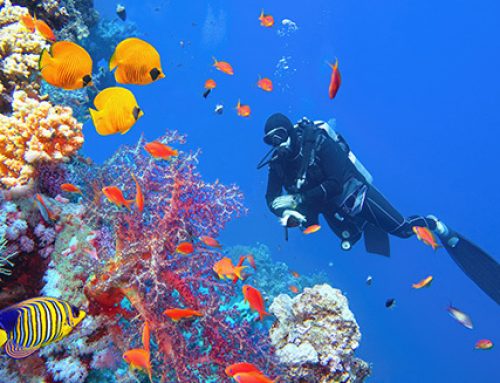 Rare Animals to See Scuba Diving