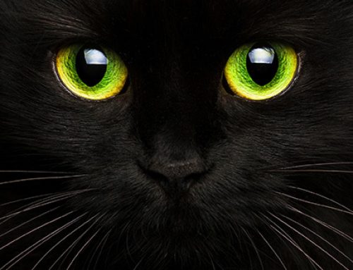 Black Cats Are Actually Representative Of Good Luck