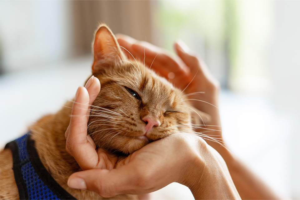 World Kindness Day: Share the Luck, Share Your Ambassador Code