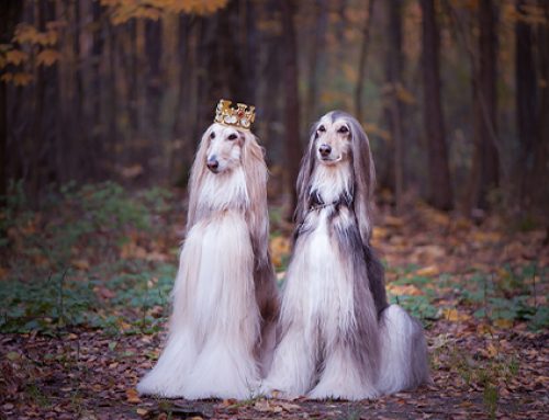 Rich Pets: Meet the Most Glamorous Furry Companions