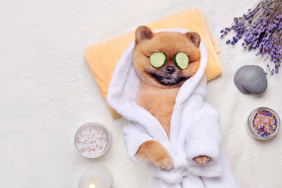 WEB IMG Interior_ rich pets Rich Pets: How Celebrity Pets Live in Luxury and Glamour