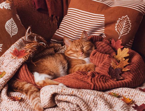6 números inspirados en el otoño para tu próxima jugada de Mega Millions